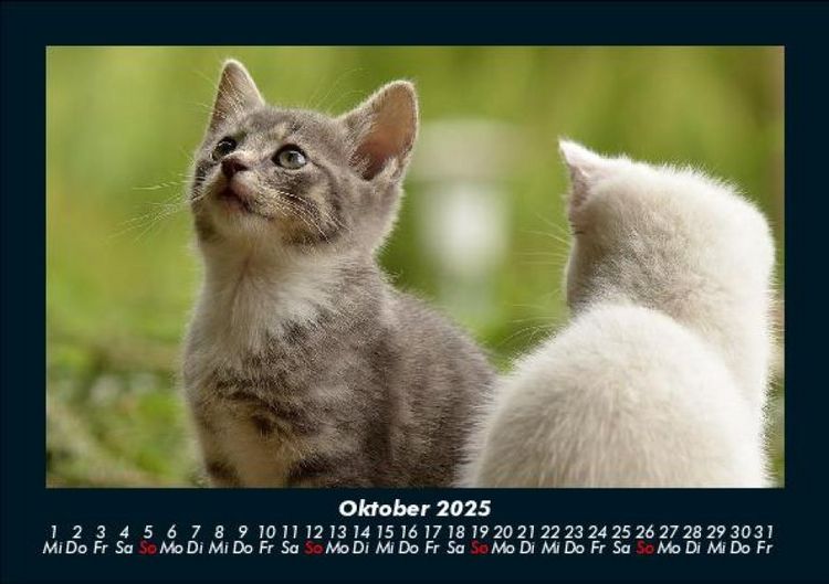 Produktbild: F&uuml;r Katzenfreunde 2025 Fotokalender DIN A5