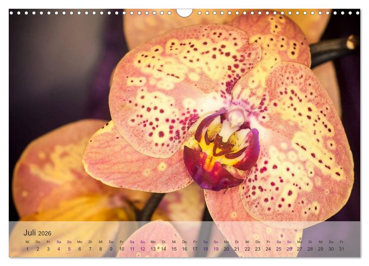 Produktbild: Phalaenopsis - die zauberhafte Welt der Orchideen (Wandkalender 2026 DIN A3 quer), CALVENDO Monatskalender