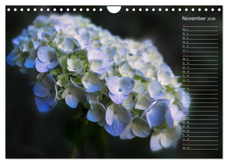 Produktbild: Die Hortensie und ihre vielen Gesichter (Wandkalender 2026 DIN A4 quer), CALVENDO Monatskalender