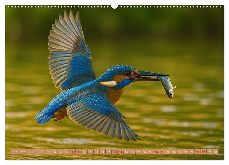 Produktbild: Eisvogeltr&auml;ume am Wasser (hochwertiger Premium Wandkalender 2026 DIN A2 quer), Kunstdruck in Hochglanz