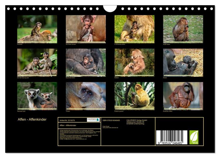 Produktbild: Affen - Affenkinder (Wandkalender 2026 DIN A4 quer), CALVENDO Monatskalender