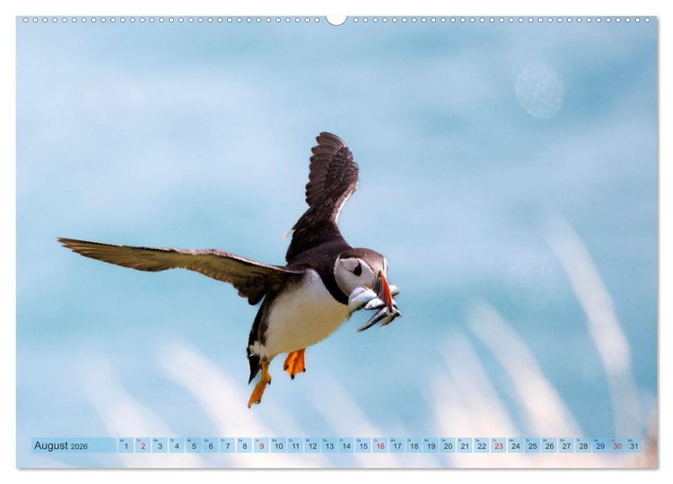 Produktbild: Papageientaucher - Farbenfrohe Flieger der Natur (Wandkalender 2026 DIN A2 quer), CALVENDO Monatskalender
