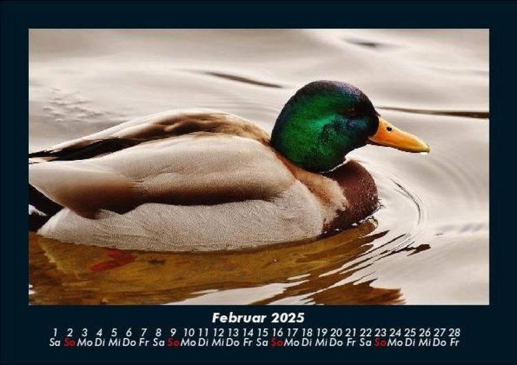 Produktbild: Enten 2025 Fotokalender DIN A5