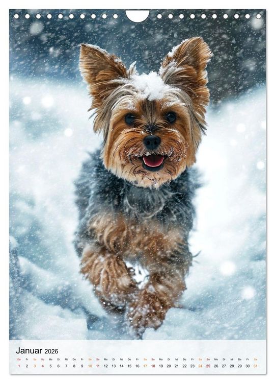 Produktbild: Yorkshire Terrier - ein Hund mit starkem Charakter (Wandkalender 2026 DIN A4 hoch), CALVENDO Monatskalender