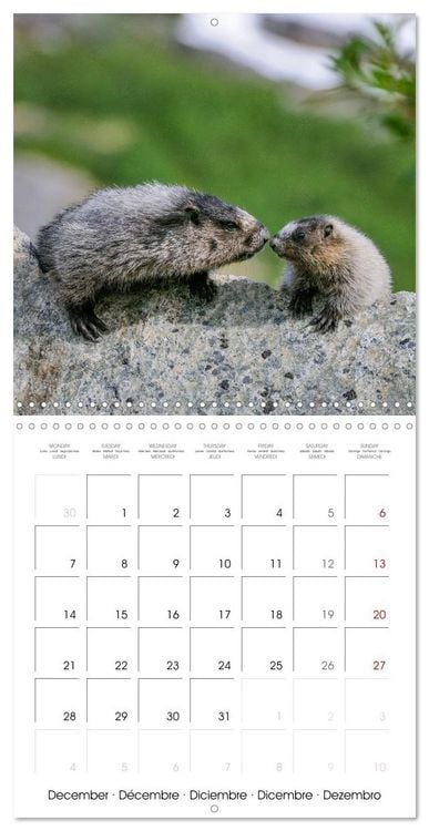 Produktbild: Wildlife in Alaska (Wall Calendar 2026 12 &times; 12 Inch) CALVENDO 12 Month Wall Calendar