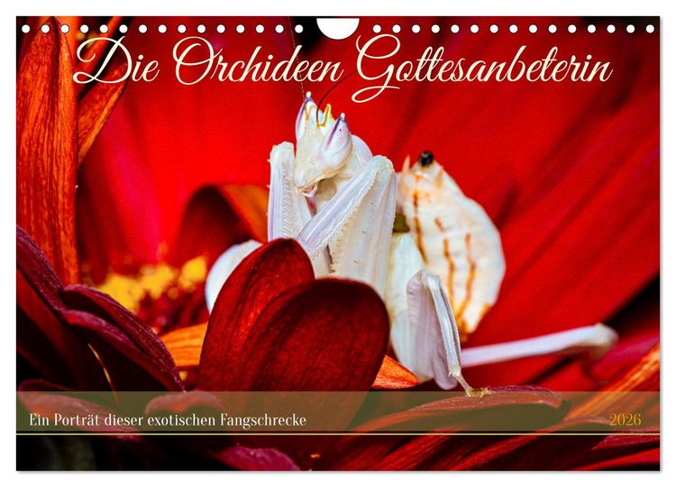 Produktbild: Die Orchideen Gottesanbeterin (Wandkalender 2026 DIN A4 quer), CALVENDO Monatskalender