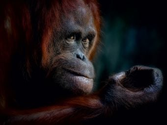 Produktbild: CALVENDO Puzzle Orang Utan 1000 Teile Puzzle quer | 1000 Teile Lege-Gr&ouml;&szlig;e 64 &times; 48 cm Foto-Puzzle f&uuml;r gl&uuml;ckliche Stunden