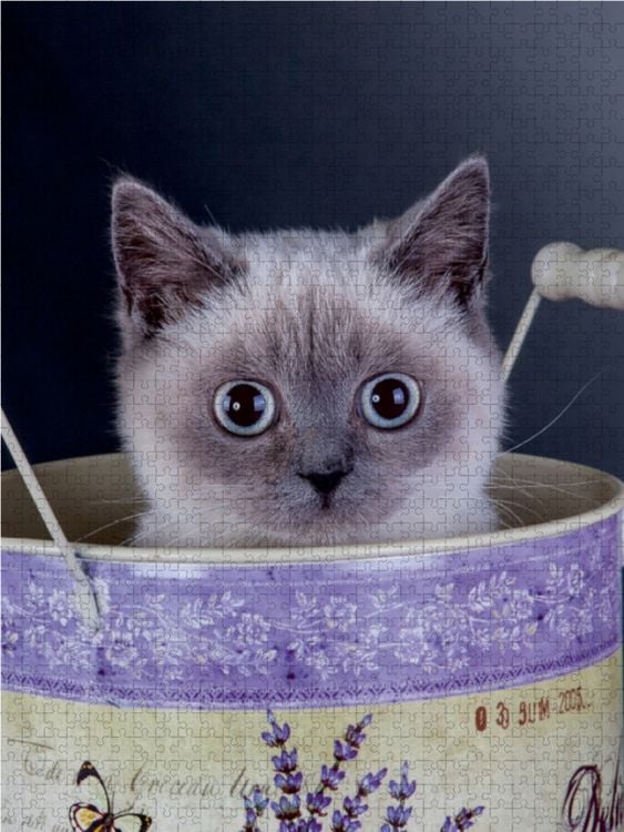 Produktbild: CALVENDO Puzzle Britisch Kurzhaar Katzen 1000 Teile Lege-Gr&ouml;&szlig;e 48 x 64 cm Foto-Puzzle Bild von Gabriela Wejat-Zaretzke
