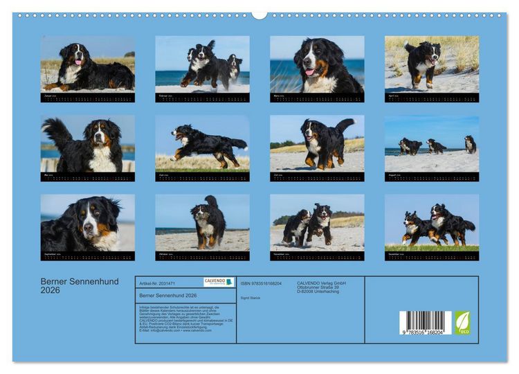 Produktbild: Berner Sennenhund 2026 (hochwertiger Premium Wandkalender 2026 DIN A2 quer), Kunstdruck in Hochglanz