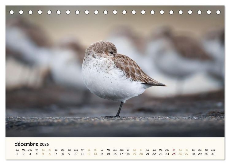 Produktbild: Chuchotements d'ailes - Une ann&eacute;e dans l'intimit&eacute; des oiseaux (Calendrier de bureau 2026 DIN A5 vertical), CALVENDO calendrier mensuel