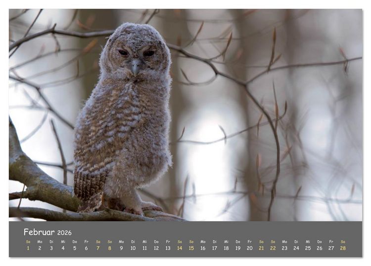 Produktbild: geliebte Waldgeister (Tischkalender 2026 DIN A5 quer), CALVENDO Monatskalender
