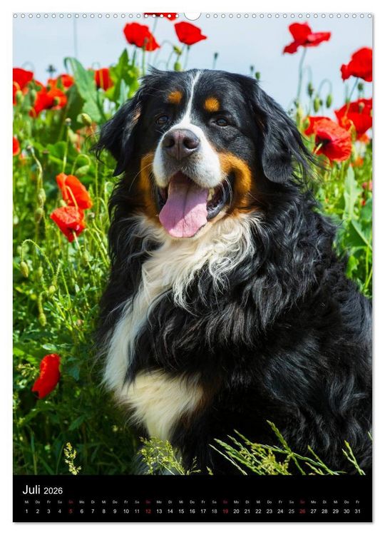 Produktbild: Faszination Berner Sennenhund (hochwertiger Premium Wandkalender 2026 DIN A2 hoch), Kunstdruck in Hochglanz