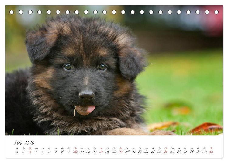 Produktbild: Deutscher Sch&auml;ferhund - Welpen / CH-Version (Tischkalender 2026 DIN A5 quer), CALVENDO Monatskalender