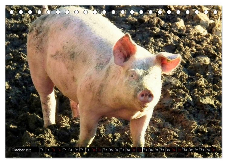 Produktbild: Haus- und Hoftiere (Tischkalender 2026 DIN A5 quer), CALVENDO Monatskalender