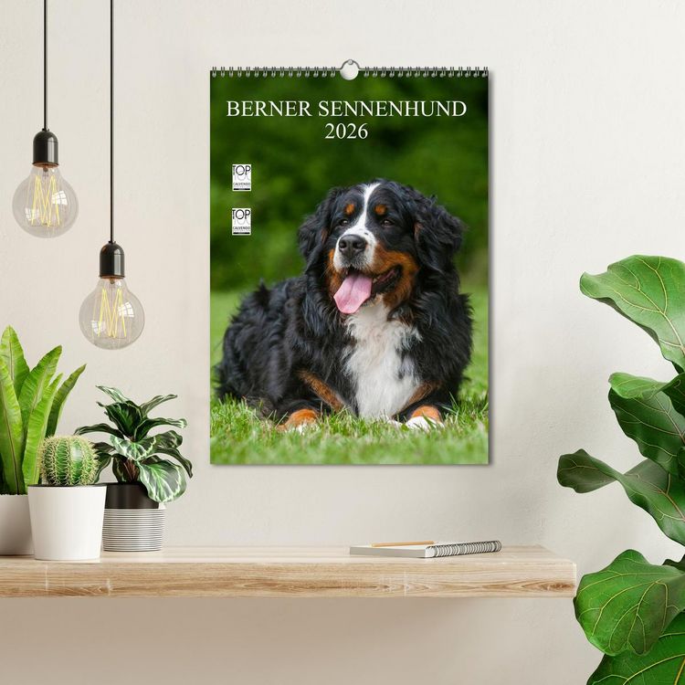 Produktbild: Berner Sennenhund 2026 (Wandkalender 2026 DIN A3 hoch), CALVENDO Monatskalender