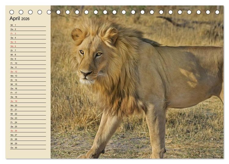 Produktbild: L&ouml;wen in freier Wildbahn (Tischkalender 2026 DIN A5 quer), CALVENDO Monatskalender