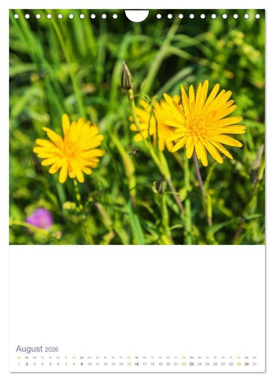 Produktbild: Sch&ouml;ne Wegwarten. Heimische Heilpflanzen am Wegesrand (Wandkalender 2026 DIN A4 hoch), CALVENDO Monatskalender