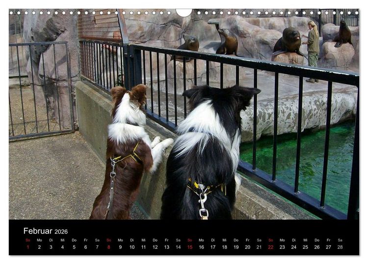 Produktbild: Border Collies machen Urlaub in D&auml;nemark (Wandkalender 2026 DIN A3 quer), CALVENDO Monatskalender