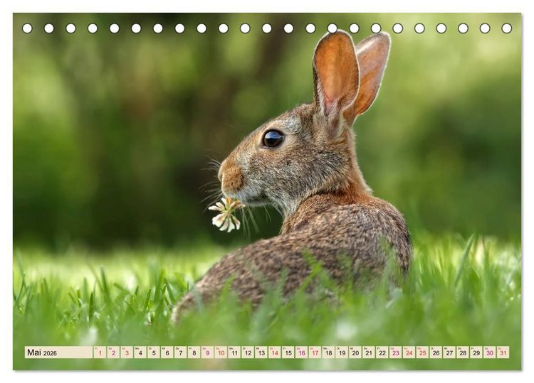 Produktbild: Feldhasen und Kaninchen (Tischkalender 2026 DIN A5 quer), CALVENDO Monatskalender