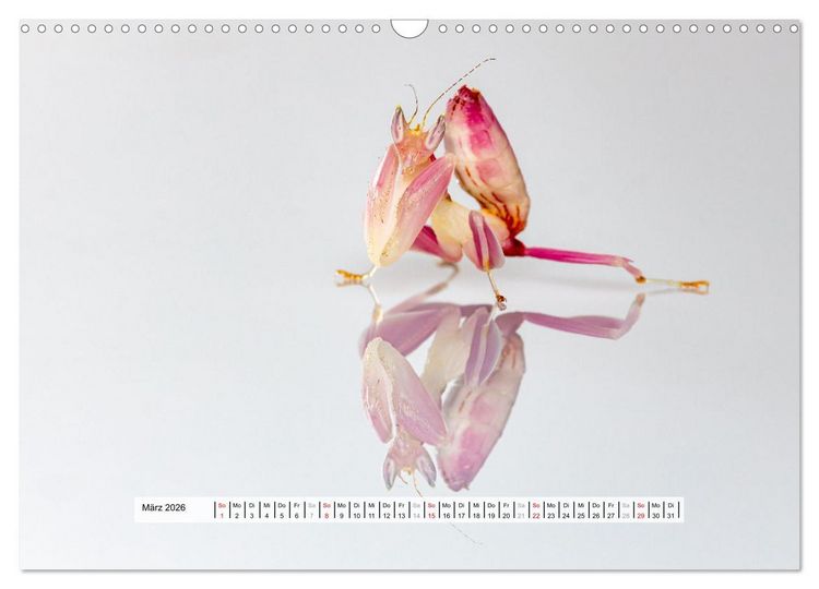 Produktbild: Die Orchideen Gottesanbeterin (Wandkalender 2026 DIN A3 quer), CALVENDO Monatskalender