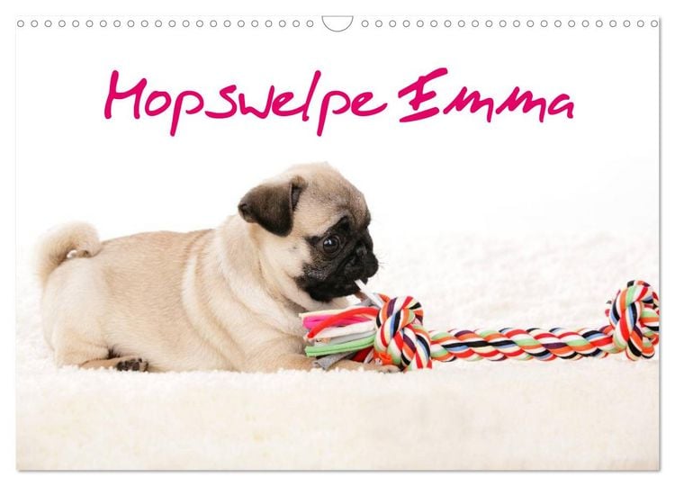Produktbild: Mopswelpe Emma (Wandkalender 2026 DIN A3 quer), CALVENDO Monatskalender