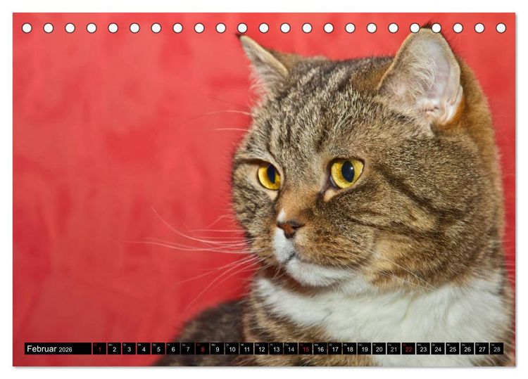 Produktbild: Rassekatzen (Tischkalender 2026 DIN A5 quer), CALVENDO Monatskalender