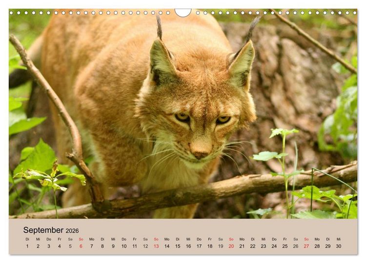 Produktbild: Der Luchs. Pinselohren und Bernsteinaugen (Wandkalender 2026 DIN A3 quer), CALVENDO Monatskalender