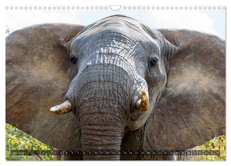 Produktbild: S&uuml;dafrika - Die Tierwelt (Wandkalender 2026 DIN A3 quer), CALVENDO Monatskalender