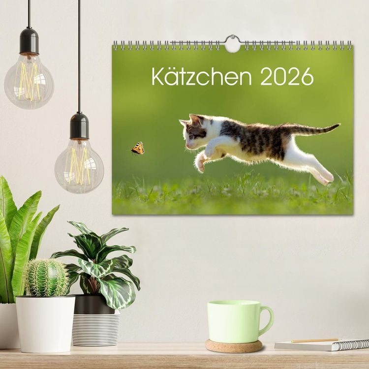 Produktbild: K&auml;tzchen 2026 (Wandkalender 2026 DIN A4 quer), CALVENDO Monatskalender