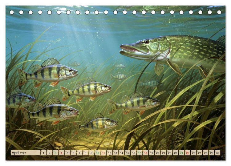 Produktbild: Barsche im See (Tischkalender 2027 DIN A5 quer), CALVENDO Monatskalender