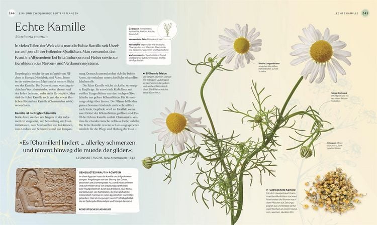 Produktbild: Heilpflanzen