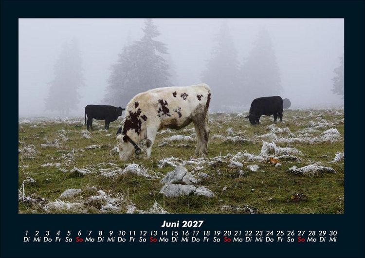 Produktbild: Kuhkalender 2027 Fotokalender DIN A4