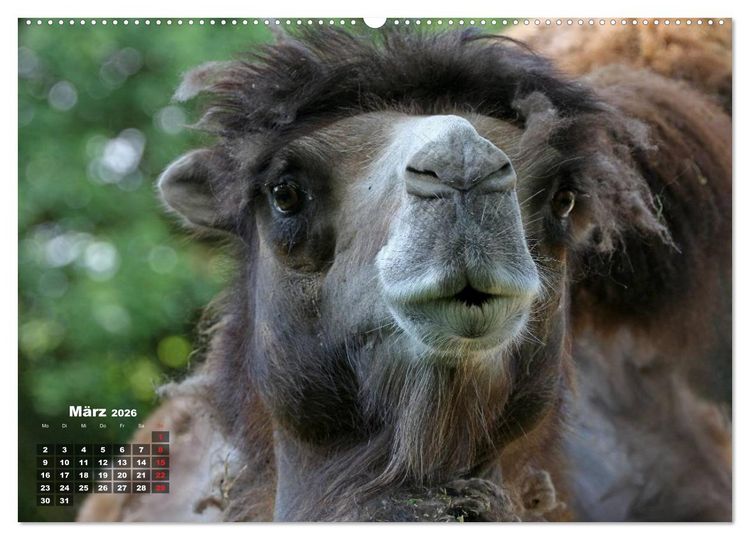 Produktbild: Kamele (hochwertiger Premium Wandkalender 2026 DIN A2 quer), Kunstdruck in Hochglanz