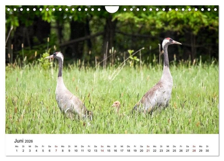 Produktbild: Kraniche im Erzgebirge (Wandkalender 2026 DIN A4 quer), CALVENDO Monatskalender