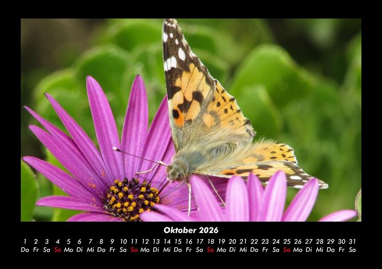 Produktbild: Bunte Pracht der Schmetterlinge 2026 Fotokalender DIN A3