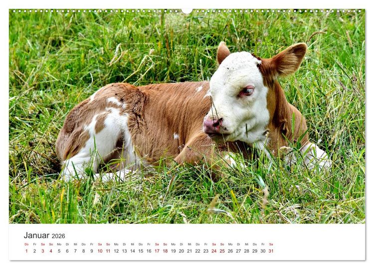 Produktbild: K&auml;lber - Kleine Herzensbrecher auf den Wiesen (Wandkalender 2026 DIN A2 quer), CALVENDO Monatskalender