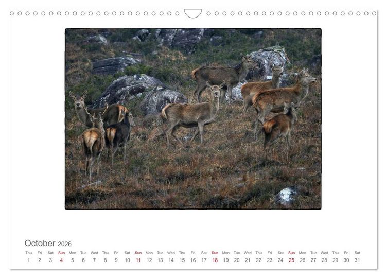 Produktbild: Wild Deer In The Highlands (Wall Calendar 2026 DIN A3 landscape), CALVENDO 12 Month Wall Calendar