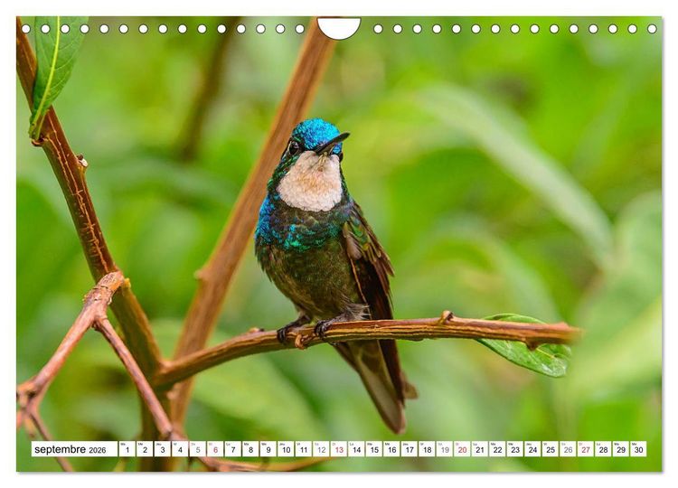 Produktbild: Colibris - pierres pr&eacute;cieuses volantes (Calendrier mural 2026 DIN A4 vertical), CALVENDO calendrier mensuel
