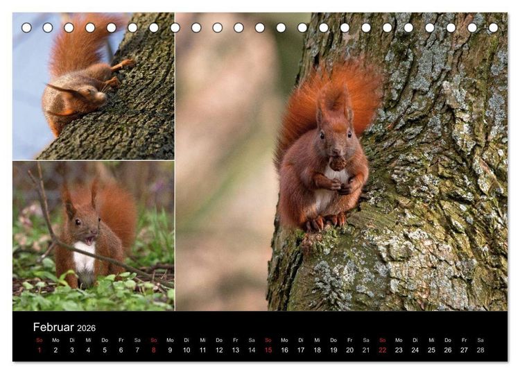 Produktbild: Wilde Eichh&ouml;rnchenwelt! (Tischkalender 2026 DIN A5 quer), CALVENDO Monatskalender