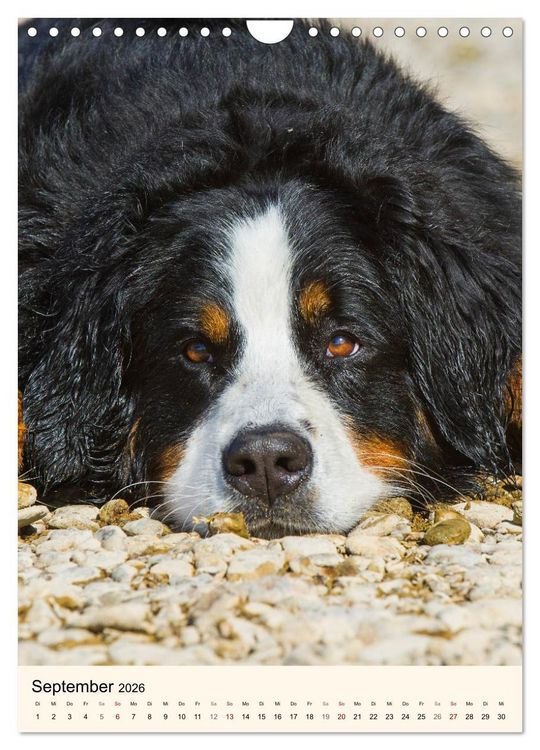 Produktbild: Die sch&ouml;nste Rasse der Welt - Berner Sennenhund (Wandkalender 2026 DIN A4 hoch), CALVENDO Monatskalender