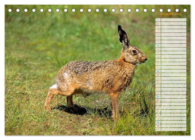 Produktbild: Tiere des Waldes (Tischkalender 2026 DIN A5 quer), CALVENDO Monatskalender