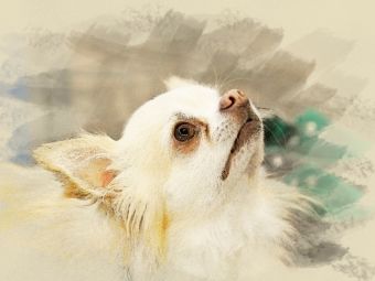 Produktbild: CALVENDO Puzzle Ein Motiv aus dem Kalender Chihuahuas 2017 | 1000 Teile Lege-Gr&ouml;&szlig;e 64x48cm Foto-Puzzle f&uuml;r gl&uuml;ckliche Stunden