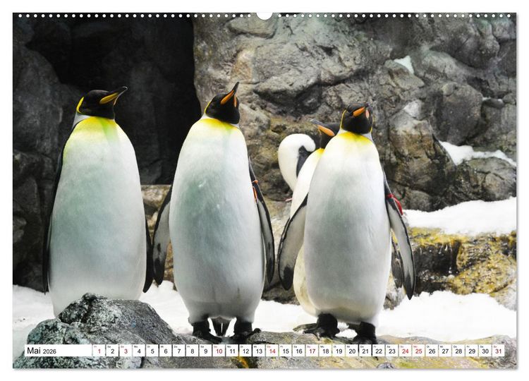 Produktbild: Tierische Fracktr&auml;ger (Wandkalender 2026 DIN A2 quer), CALVENDO Monatskalender