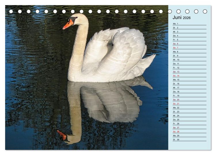 Produktbild: Schwanenzauber (Tischkalender 2026 DIN A5 quer), CALVENDO Monatskalender