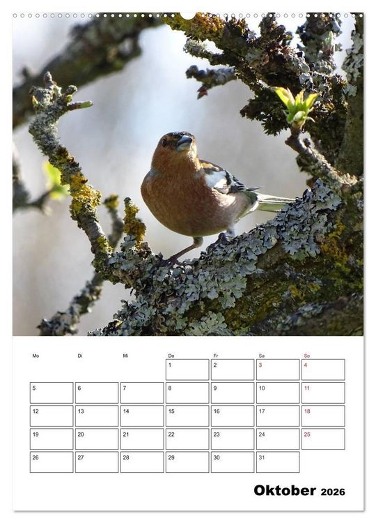 Produktbild: Amsel, Drossel, Fink und Star - beobachtet (Wandkalender 2026 DIN A2 hoch), CALVENDO Monatskalender