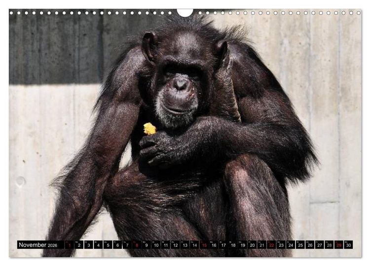 Produktbild: Schimpansen (Wandkalender 2026 DIN A3 quer), CALVENDO Monatskalender