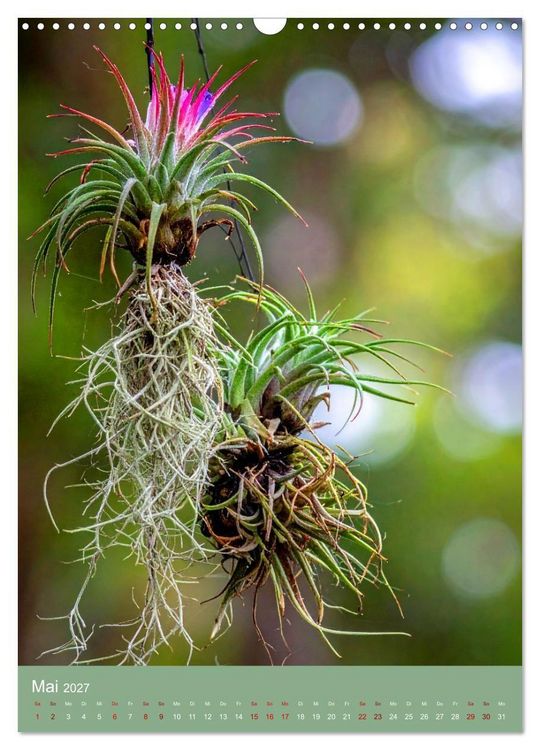 Produktbild: Bromelienzauber (Wandkalender 2027 DIN A3 hoch), CALVENDO Monatskalender