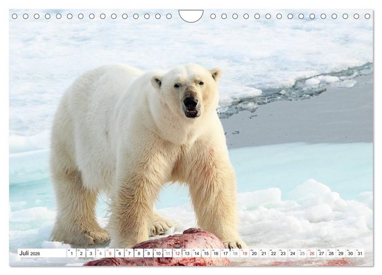 Produktbild: Eisb&auml;ren - K&ouml;nige der Arktis (Wandkalender 2026 DIN A4 quer), CALVENDO Monatskalender