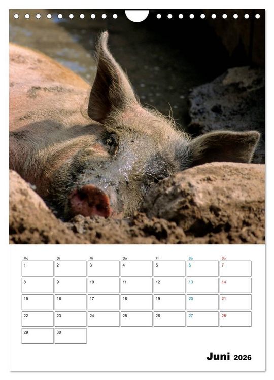 Produktbild: Schweine 2026 (Wandkalender 2026 DIN A4 hoch), CALVENDO Monatskalender