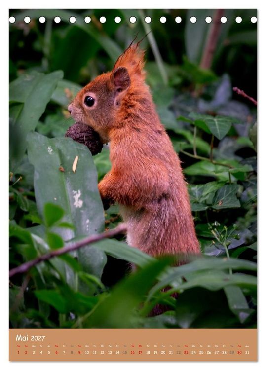Produktbild: Unsere Eichh&ouml;rnchen - Naturmomente aus dem heimischen Garten (Tischkalender 2027 DIN A5 hoch), CALVENDO Monatskalender